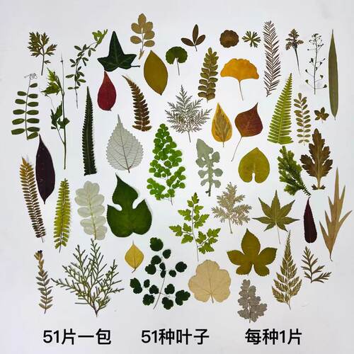 diy手工干树叶标本压花贴画
