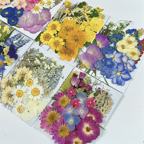 干花压花学生手工植物标本diy