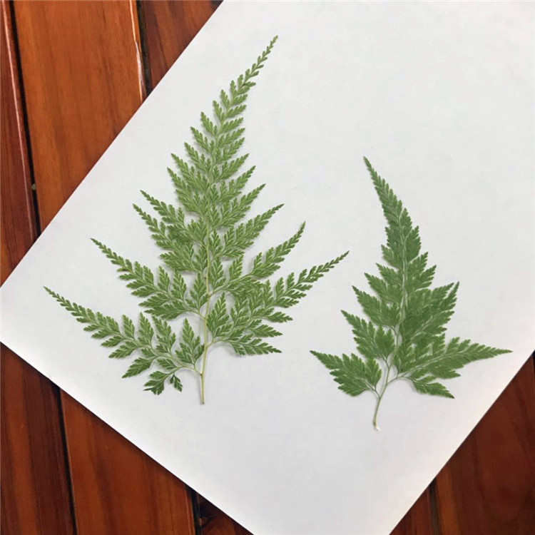 乌蕨 天然植物标本 幼儿园手工贴画学生diy押花画 客厅装饰画植物