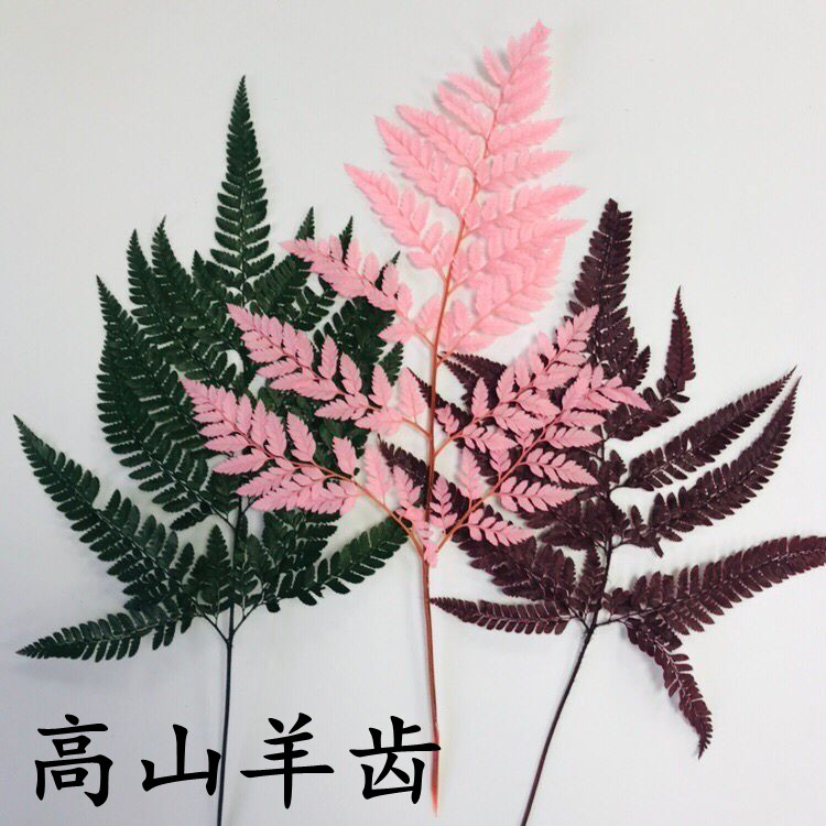 高山羊齿 永生花蕨叶学生教学植物标本diy手工押花画插花装饰干花