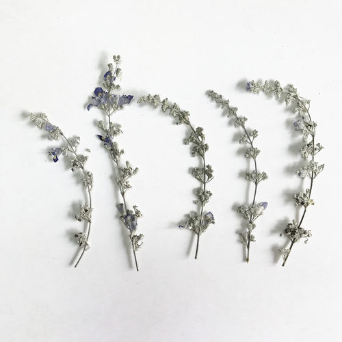 金条花 押花植物标本diy手工画压花扇AB水晶滴胶干花手机壳花材
