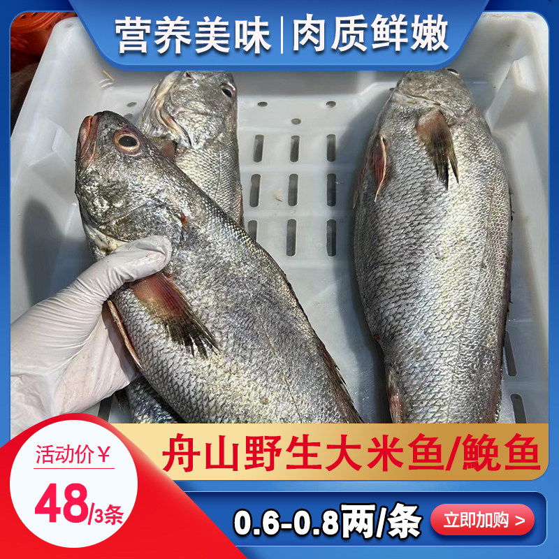 米鱼新鲜冷冻东海舟山深海海鲜大鱼敏鱼冰冻6-8两/条