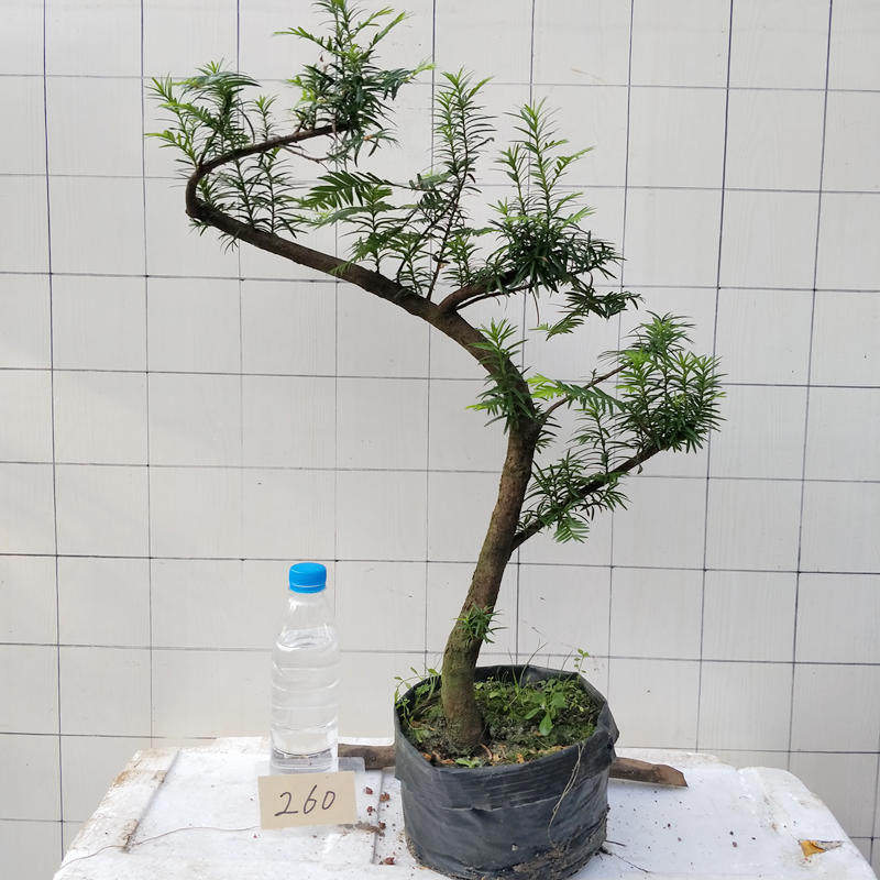 盆栽红豆杉 树桩盆景植物花卉 室内吸甲醛 防辐射 办公桌绿植包邮