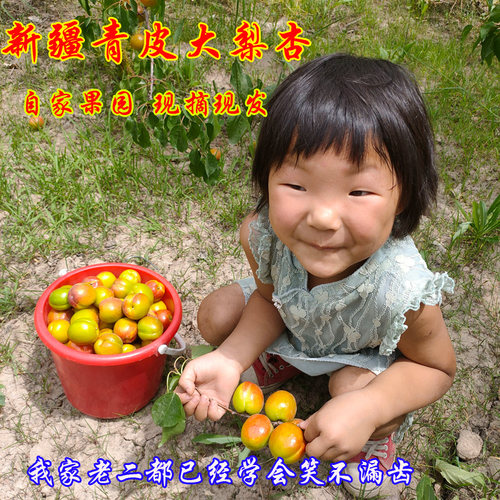 新疆青皮大梨杏青杏子