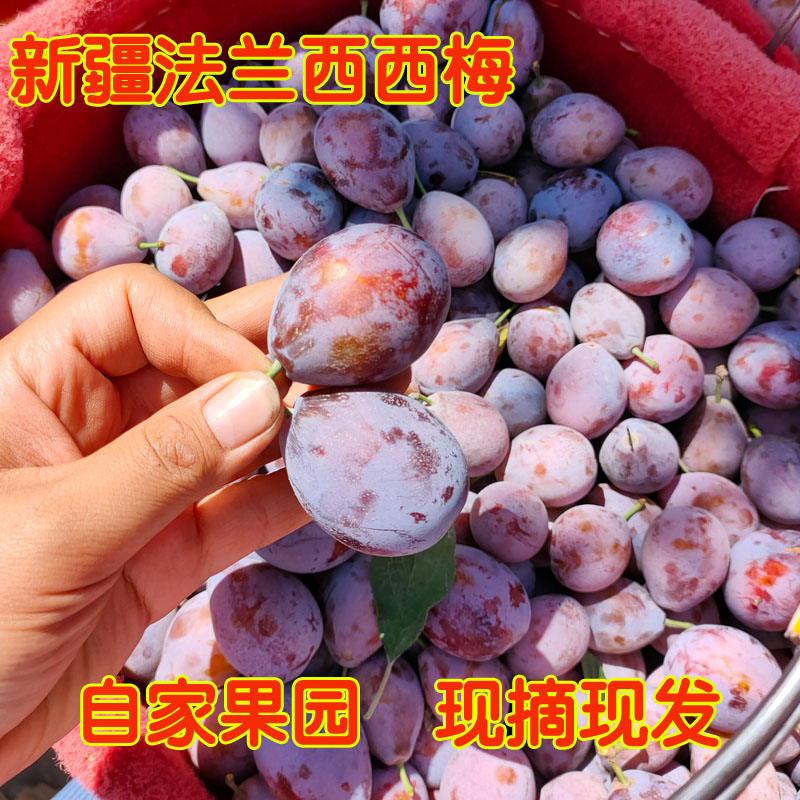 新疆法兰西西梅 新鲜水果甜西梅 新疆小西梅 礼盒装西梅包邮