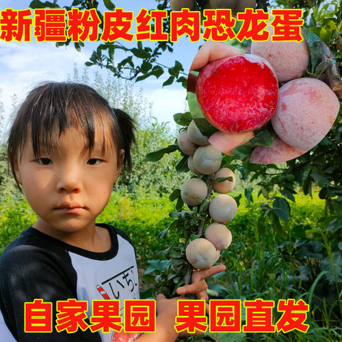 新疆晚熟恐龙蛋红肉风味玫瑰鲜果红布林李子味馨水果新鲜整箱包邮