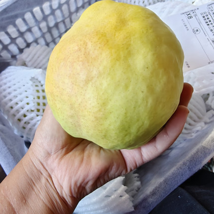 新疆阿克苏玉露香梨水分超足个头超大整箱9斤