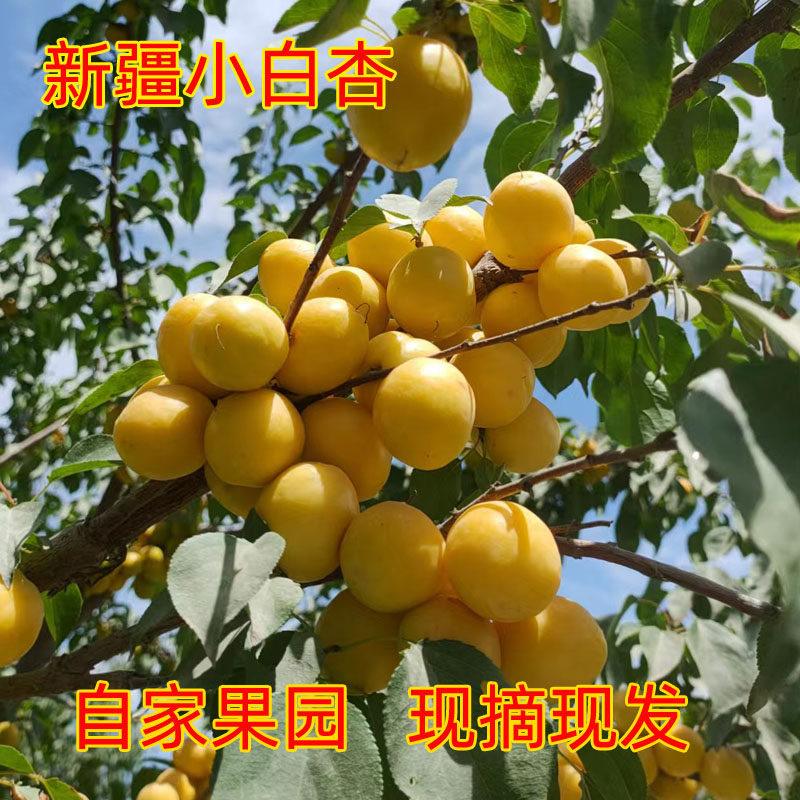自家果园新疆小白杏自家果园库车小白杏轮台甜鲜杏现摘现发包邮