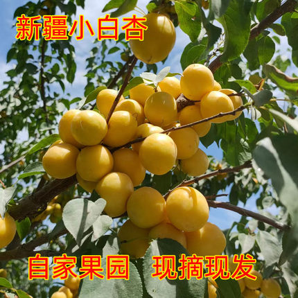 自家果园新疆小白杏自家果园库车小白杏轮台甜鲜杏现摘现发包邮