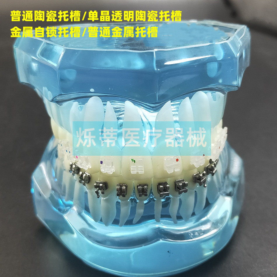 海烁正畸模型包邮牙齿矫正牙模