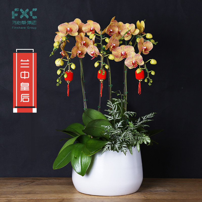 芳心草年宵花卉植物黄色蝴蝶兰盆栽年货送礼品室内绿植兰花卉盆景