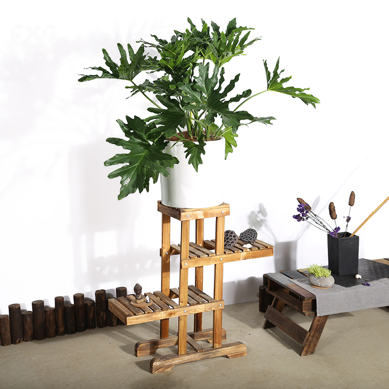 龙鳞春羽植物净化空气客厅室内