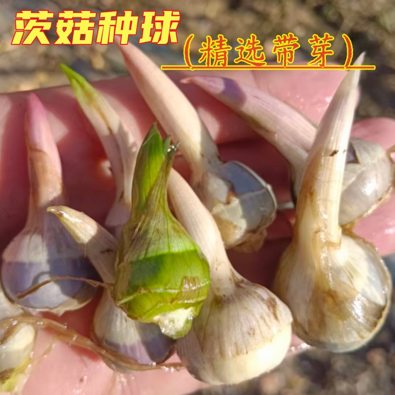 水生植物茨菇慈姑苗净化水质