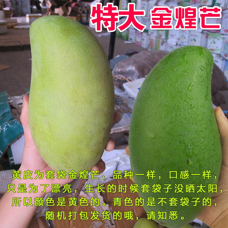 新鲜水果海南特大金煌芒大青芒净重9斤包邮青皮大芒果非贵妃台芒