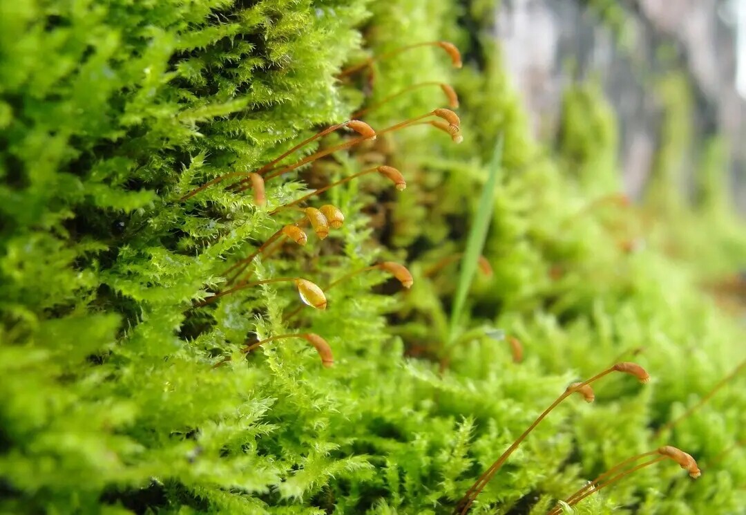 鲜活青苔景观生态白发假山diy