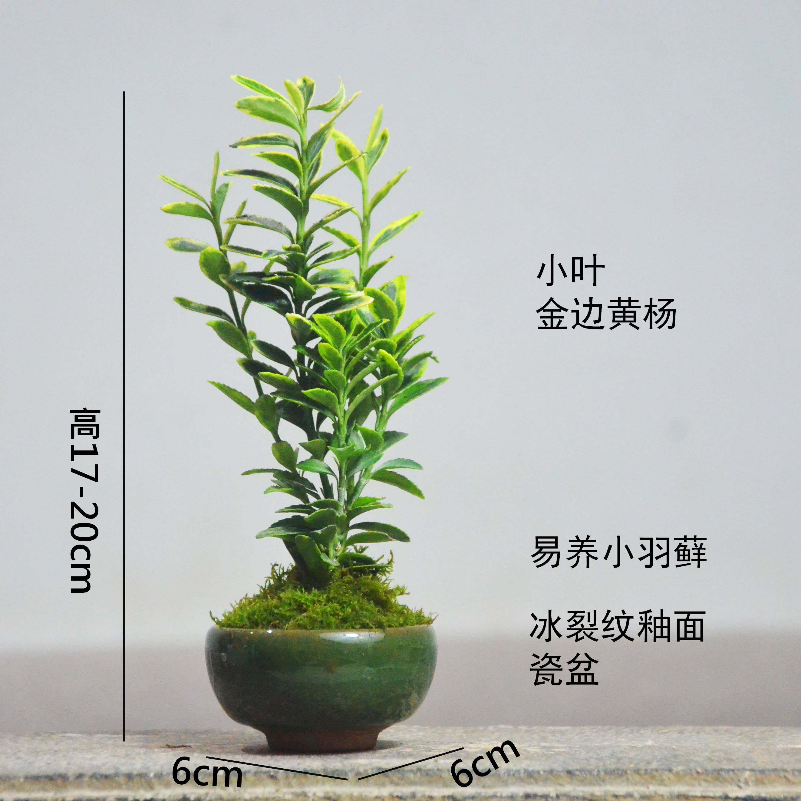黄杨小盆栽花叶络石菖蒲迷你室内