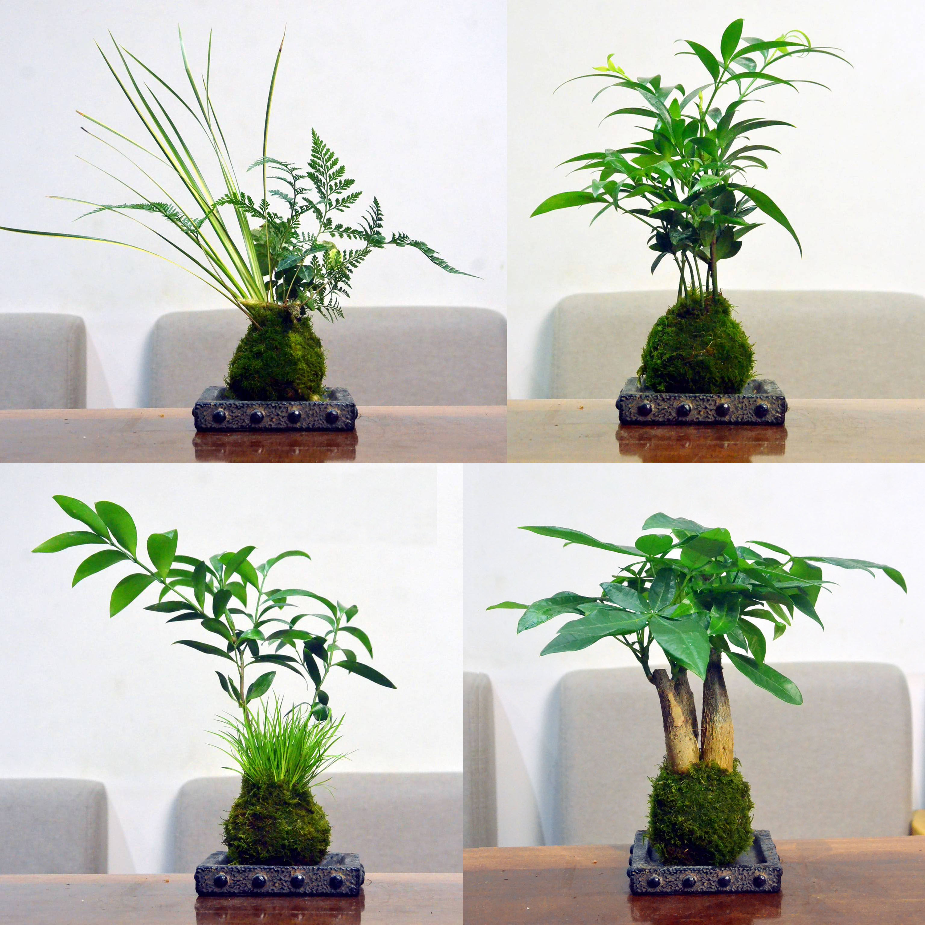 竹柏菖蒲发财树水培易养苔藓球