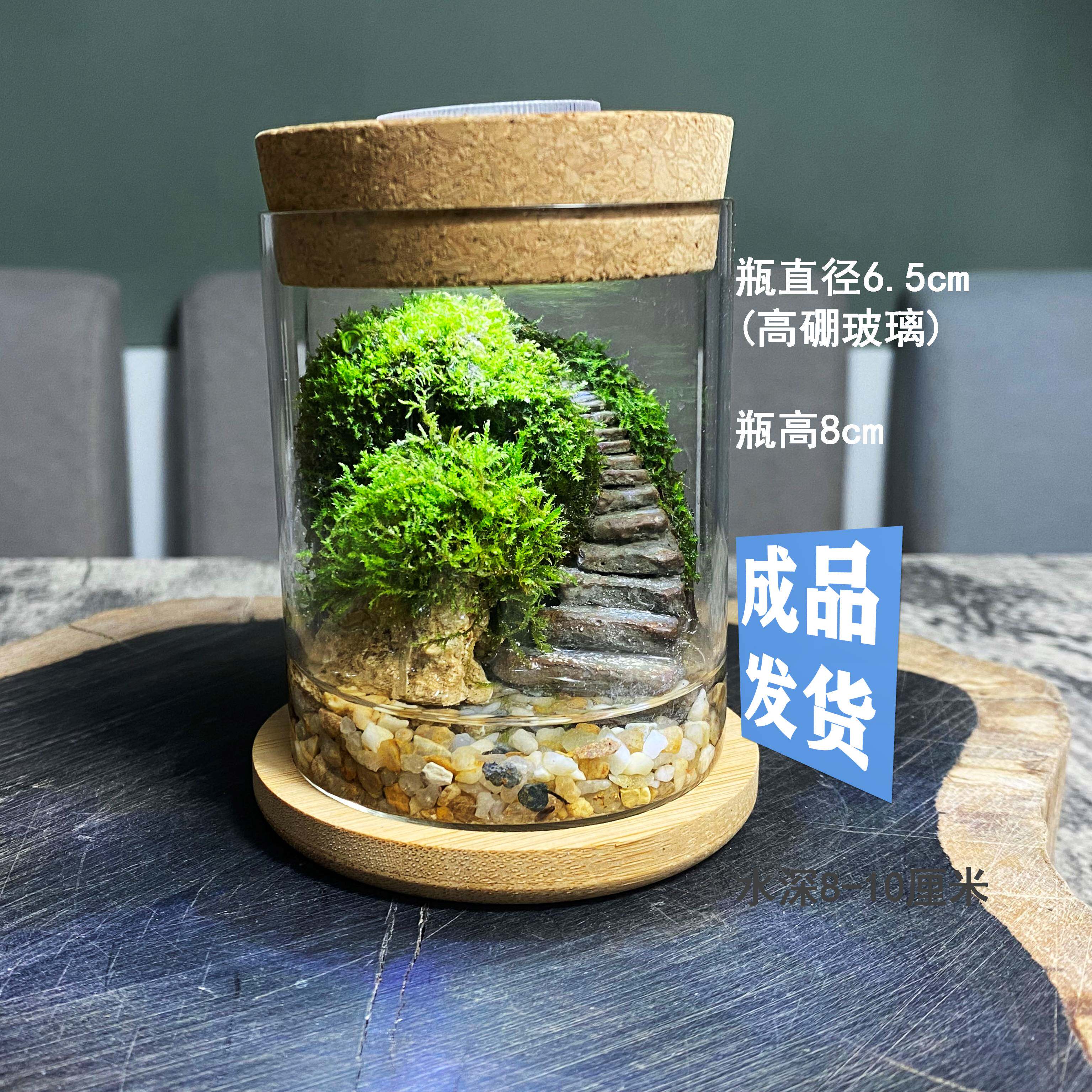 苔藓生态瓶微景观闷养迷你可爱