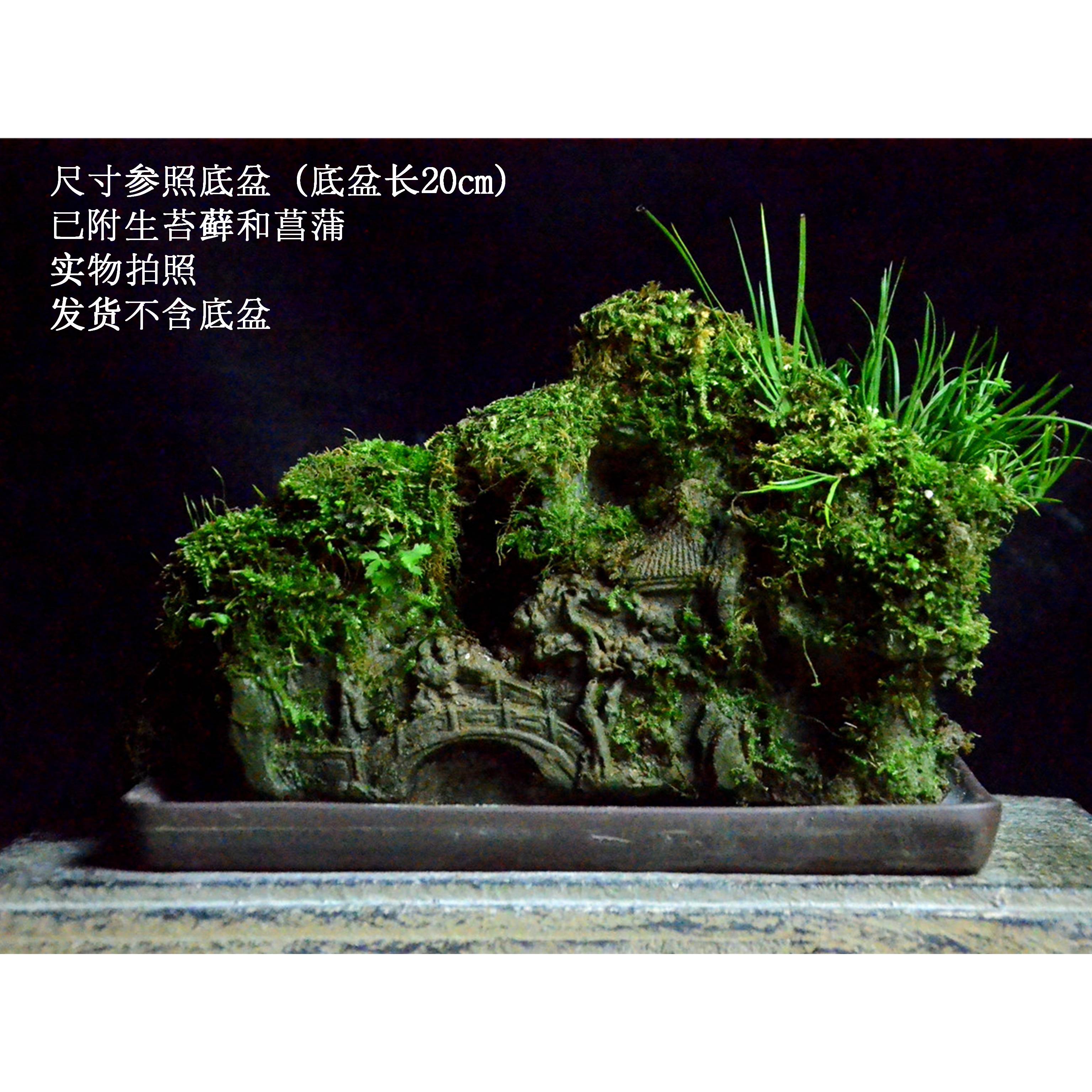 吴定石附石盆景 水培菖蒲吸水石太湖石苔藓微景观 禅意小盆景盆栽