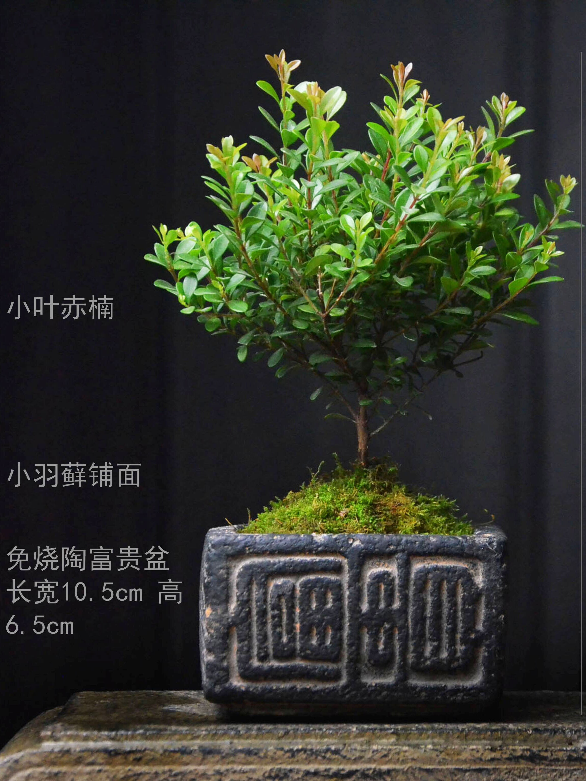 仿古素雅汉砖盆小叶赤楠苔玉藓球室内盆景植物绿植易养茶桌书桌四