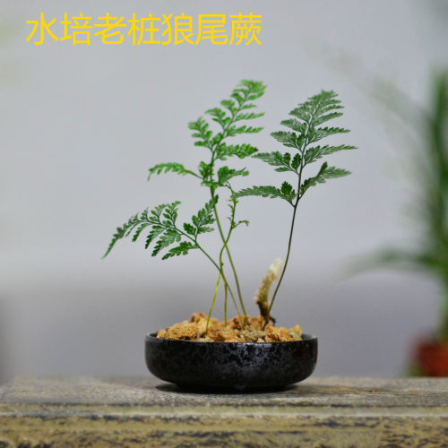 狼尾蕨室内桌面增湿水培易养耐荫