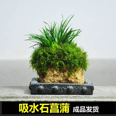 金钱菖蒲苔藓盆景吸水石附植易养耐荫室内桌面水培加湿绿植盆栽