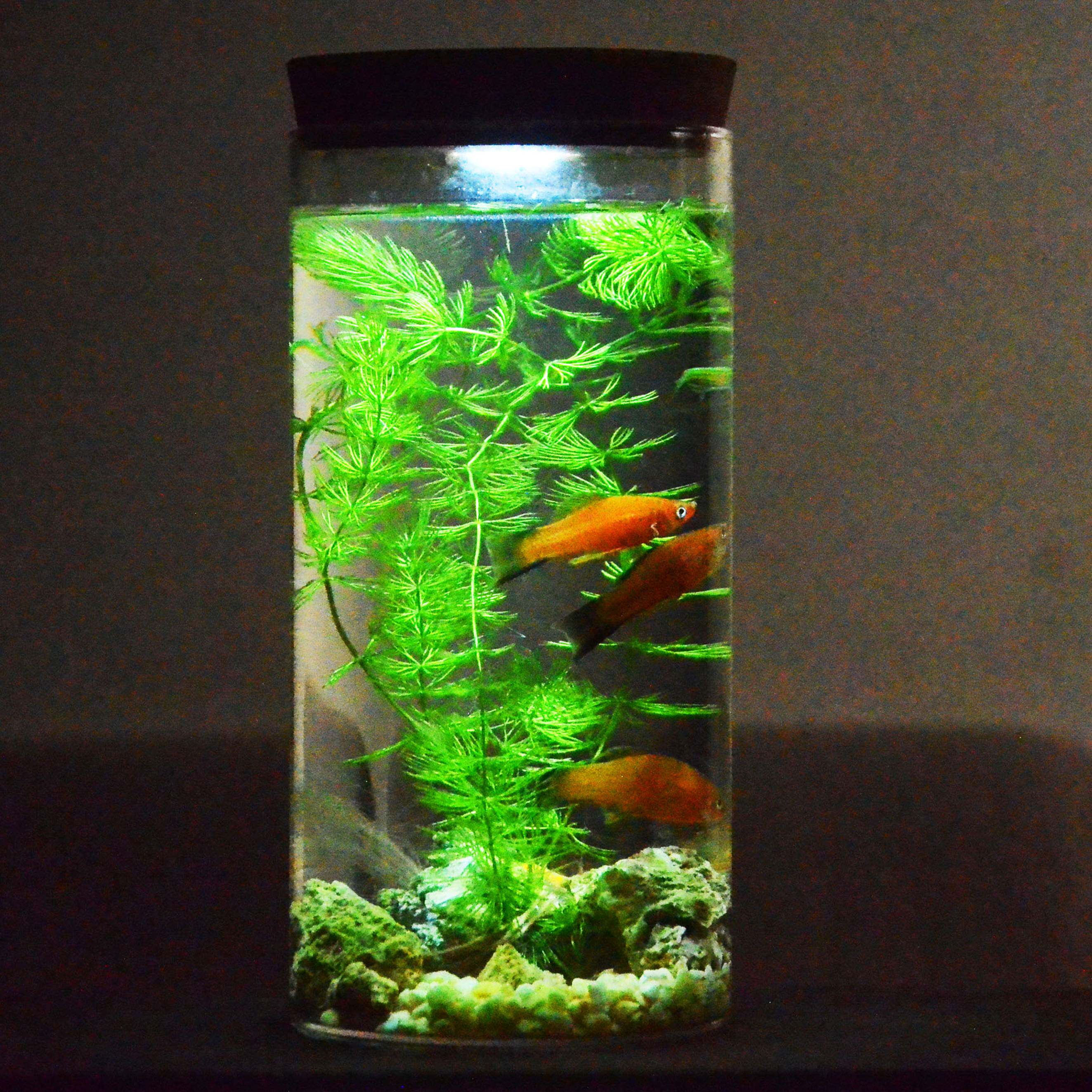 桌面造景水草金鱼草观赏小鱼易养生态瓶活体斑马鱼斗鱼diy玻璃缸