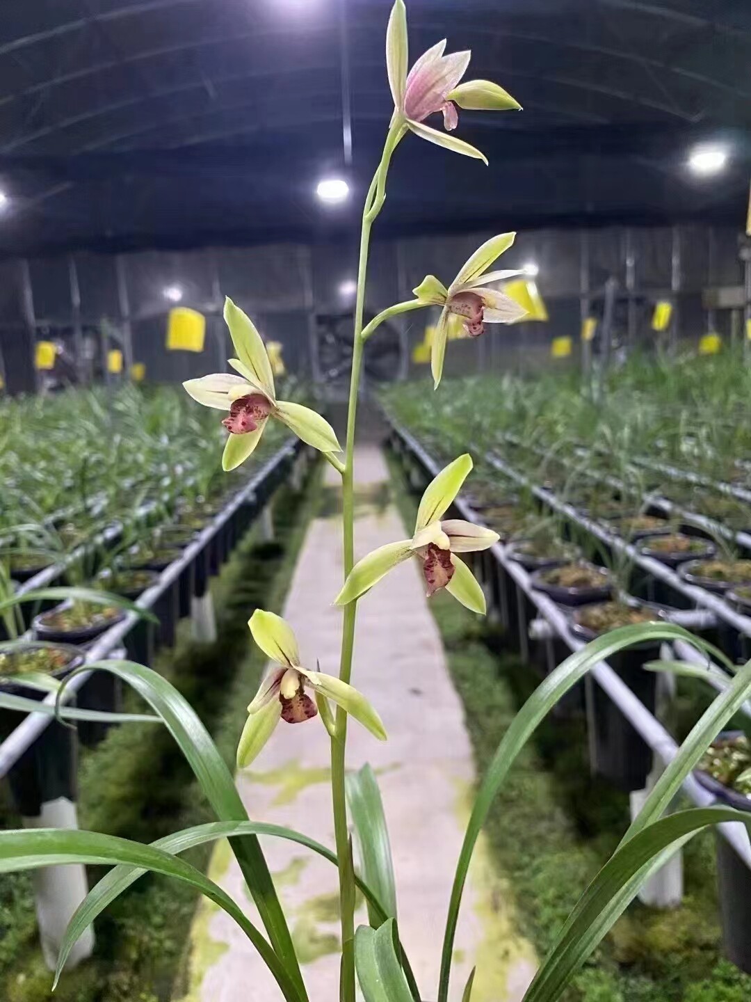 样品兰花苗建兰:佛光红素