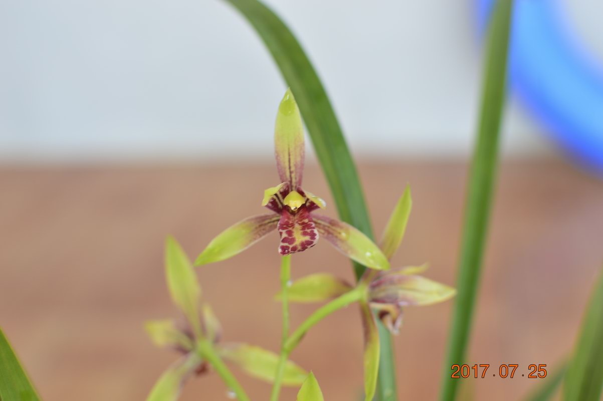 样品兰花苗建兰红舌头色花：逸虹双娇 鲜花速递/花卉仿真/绿植园艺 国兰/杂交兰/洋兰类 原图主图