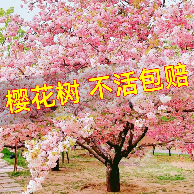 日本樱花树苗庭院绿化工程盆栽图片