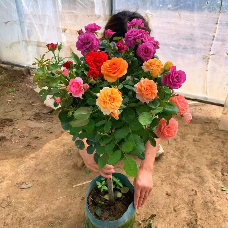 棒棒糖树桩月季花苗特大花朵花卉植物庭院四季开玫瑰带花树状月季