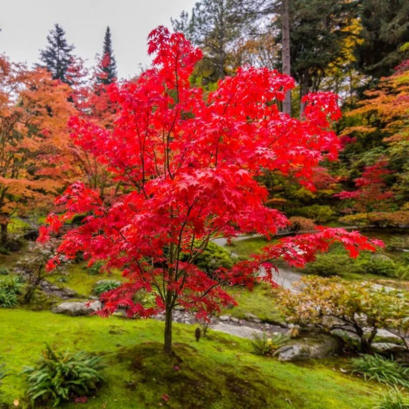 丛生红舞姬枫树苗庭院大型耐寒盆栽造型彩叶风景树原实生日本红枫