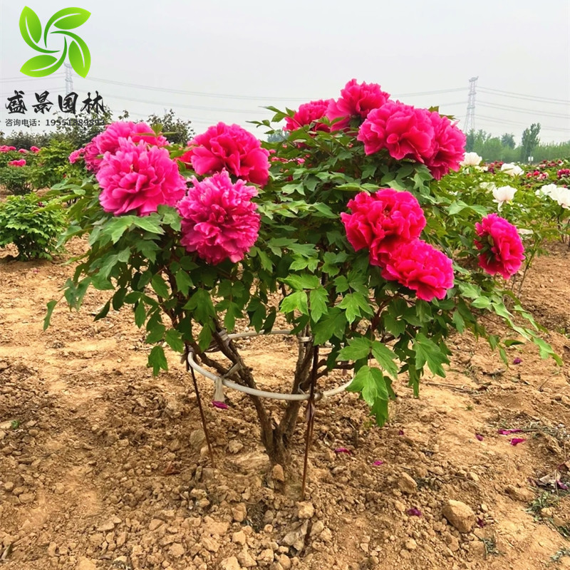 牡丹花苗大苗重瓣芍药庭院阳台盆栽花卉正宗观赏木本老桩牡丹花树