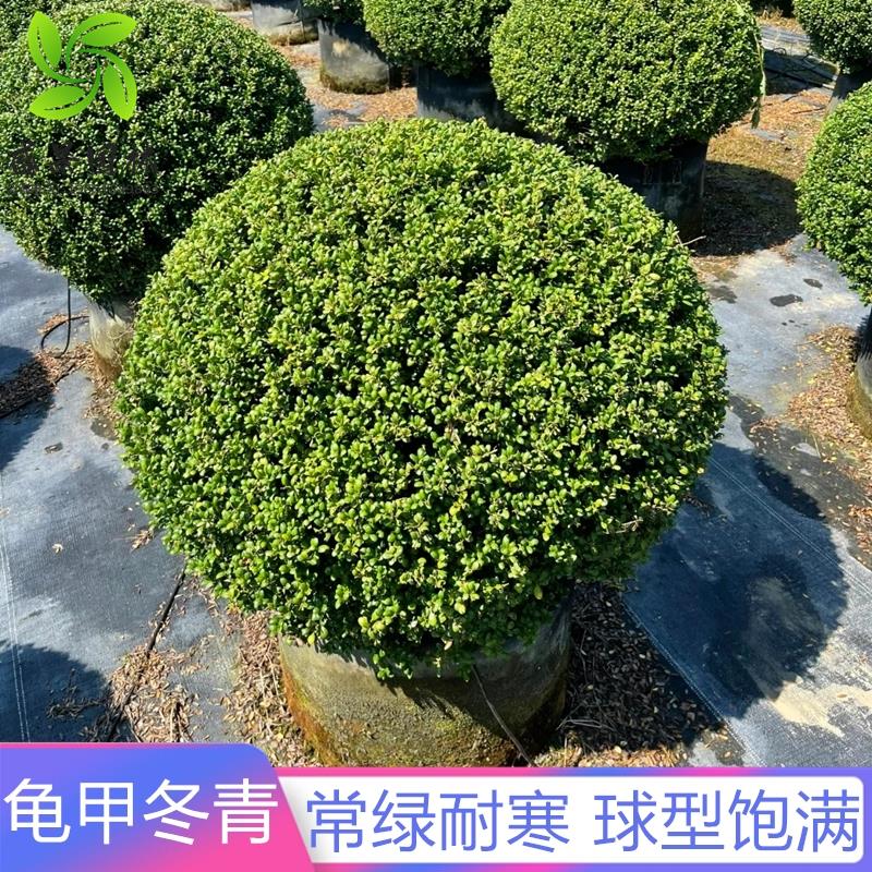 龟甲冬青球别墅庭院耐寒造型球形植物四季常青风景树绿化工程小苗