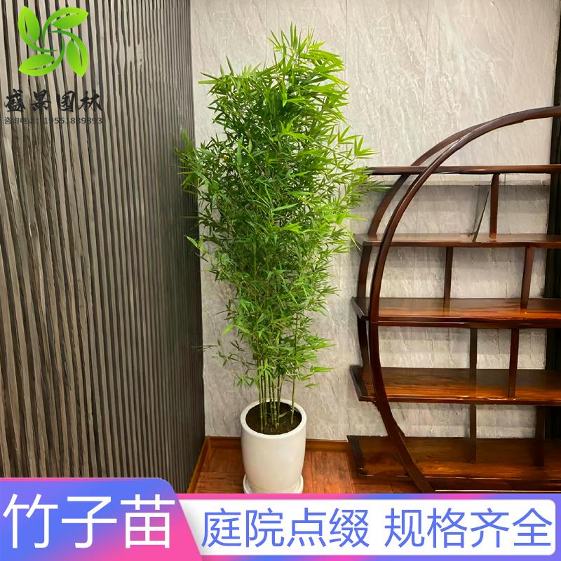 竹子苗庭院植物北方耐寒紫竹苗罗汉竹龙鳞竹盆栽风景四季常青竹苗