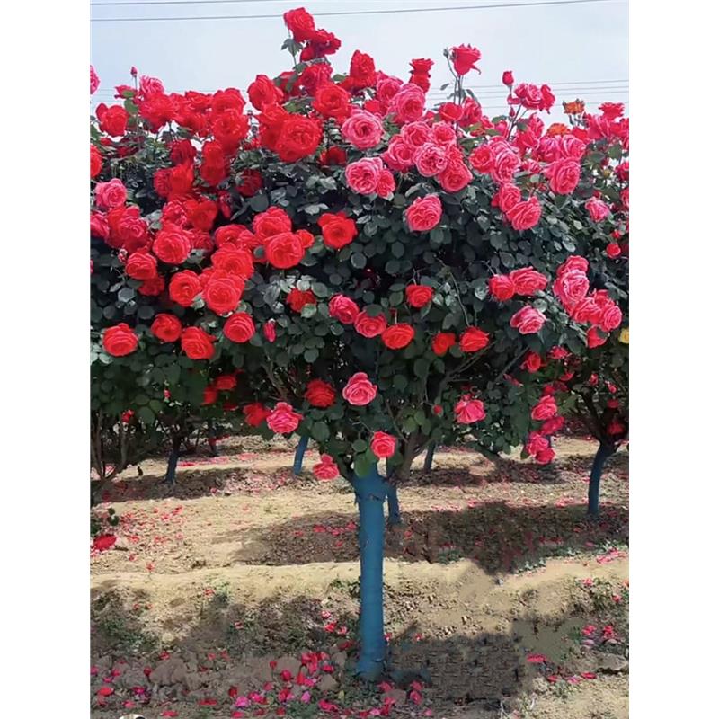 高档树桩月季花苗植物玫瑰大花浓香四季开花别墅庭院盆景树状月季