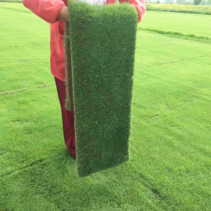 真草坪草皮带泥土庭院耐寒四季常青绿化植物果岭草马尼拉草坪种子