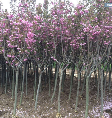 樱花苗树苗庭院日本樱花嫁接盆栽