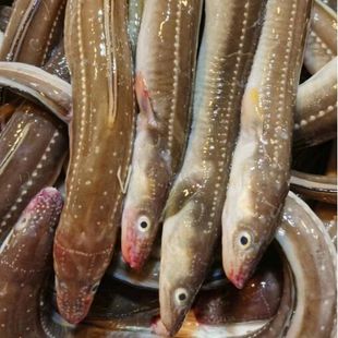 大连海捕七星鳗鱼4斤新鲜海鳗鱼油鳗鱼沙鳗鱼饭食材冷冻海鳝鱼