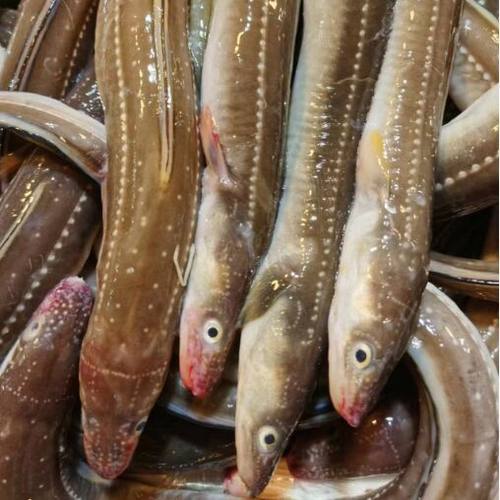 大连海捕七星鳗鱼4斤新鲜海鳗鱼油鳗鱼沙鳗鱼饭食材冷冻海鳝鱼