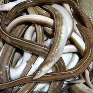 大连当地海捕七星鳗鱼4斤新鲜海鳗鱼冷冻海鳝鱼非鳗鱼段鳗鱼蒲烧