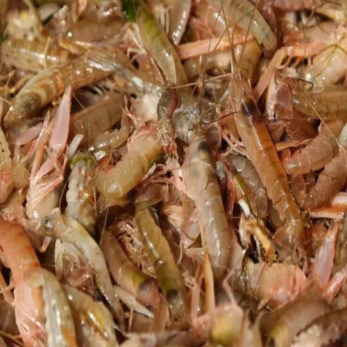 大连新鲜嘎巴虾甲板虾夹板虾嘎嘣虾狗虾《野生小虾介意大小别拍》