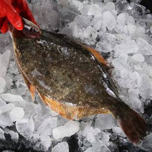 4斤大连新鲜野生鸦片鱼大牙片鱼鲽鱼整条非比目鱼偏口鱼海捕速冻