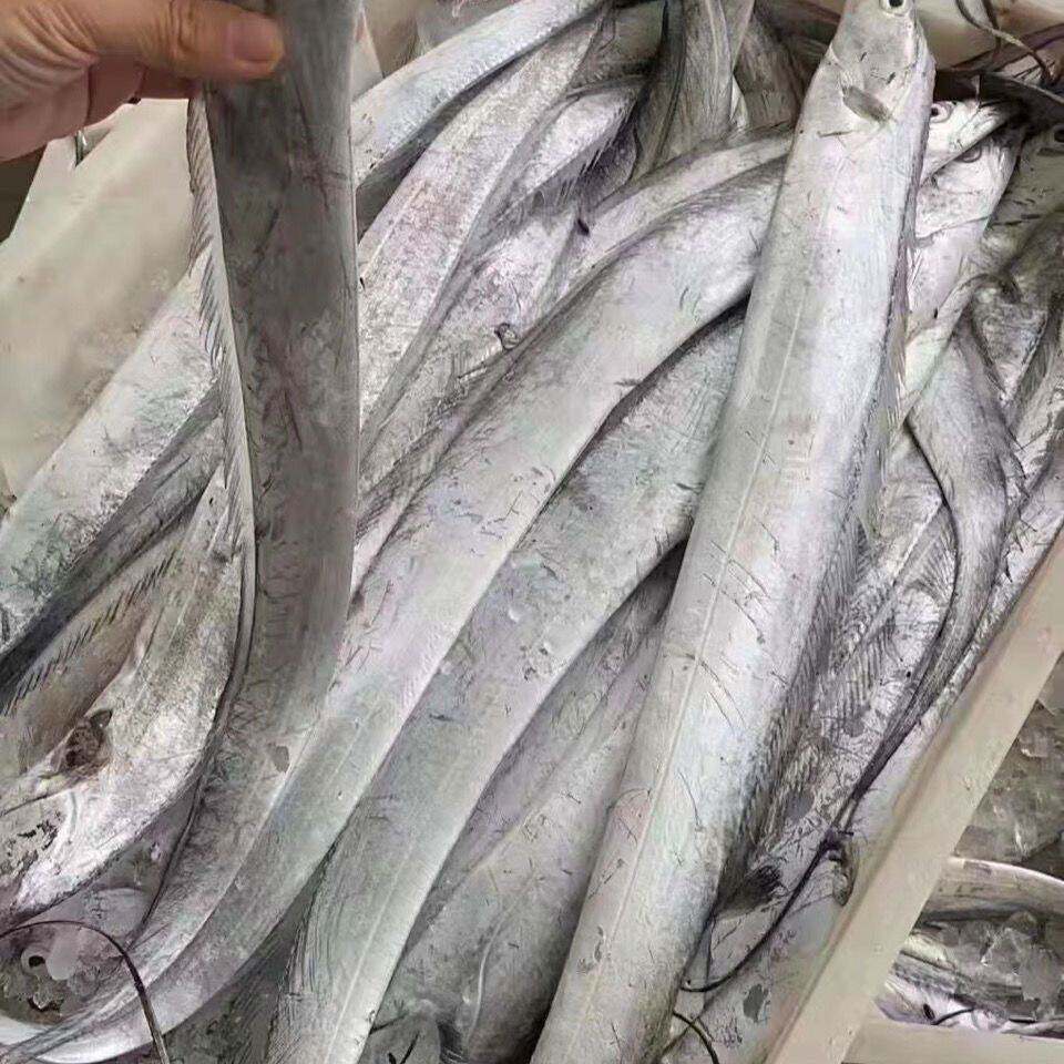【残刀鱼】大连渤海湾刀鱼冷水小眼油带鱼3斤新鲜冷冻当地海捕图片