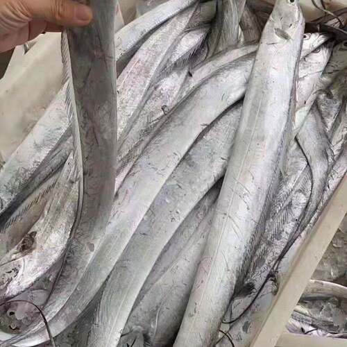 【残刀鱼】大连渤海湾刀鱼冷水小眼油带鱼3斤新鲜冷冻当地海捕