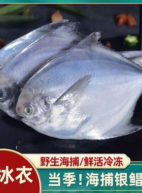 大连野生银鲳鱼镜鱼平鱼新鲜冷冻白鲳鱼海捕平鱼非金鲳鱼海鲜水产