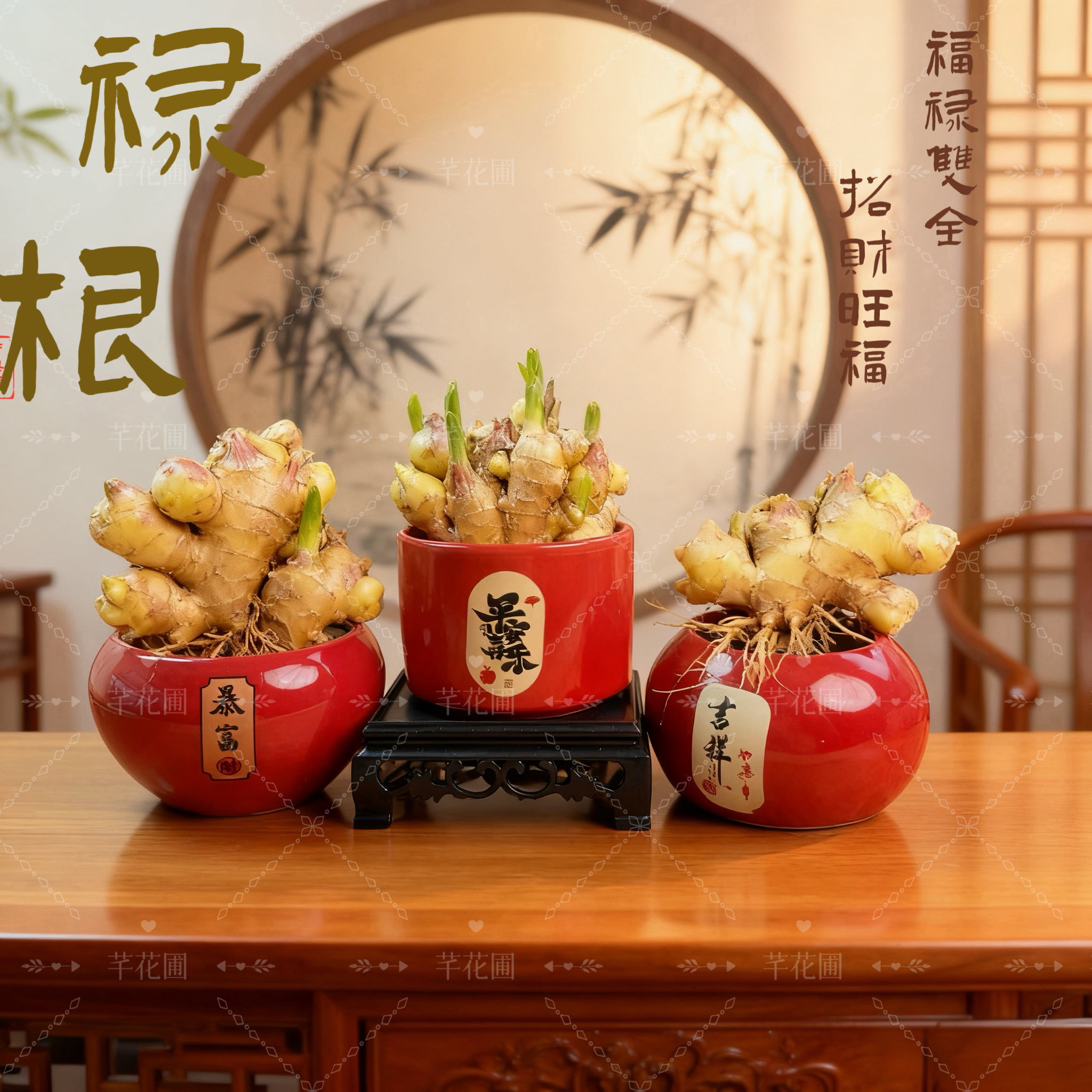 禄根姜盆栽灵草带芽一统姜山绿植大小室内好养办公室桌面招财好运