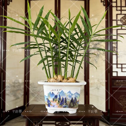 招财转运旺运禄根姜带芽盆栽室内客厅办公室桌面绿植好养四季常青