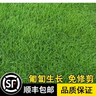 兰引三号草草坪种子进口多年生匍匐型禾草草籽种子日本矮生结缕草