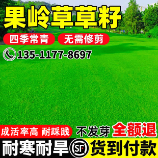 果岭草草籽免修剪耐寒耐旱草坪草种子庭院公园绿化草种籽四季常青